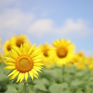 夏季休暇　ヤマショーオート